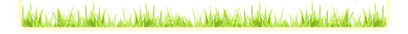 Picture of grass